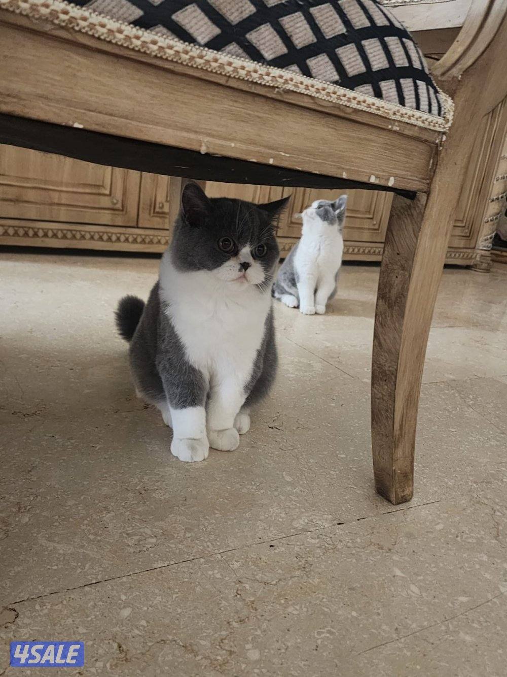 للتبني 2 قطط ( ذكر )1