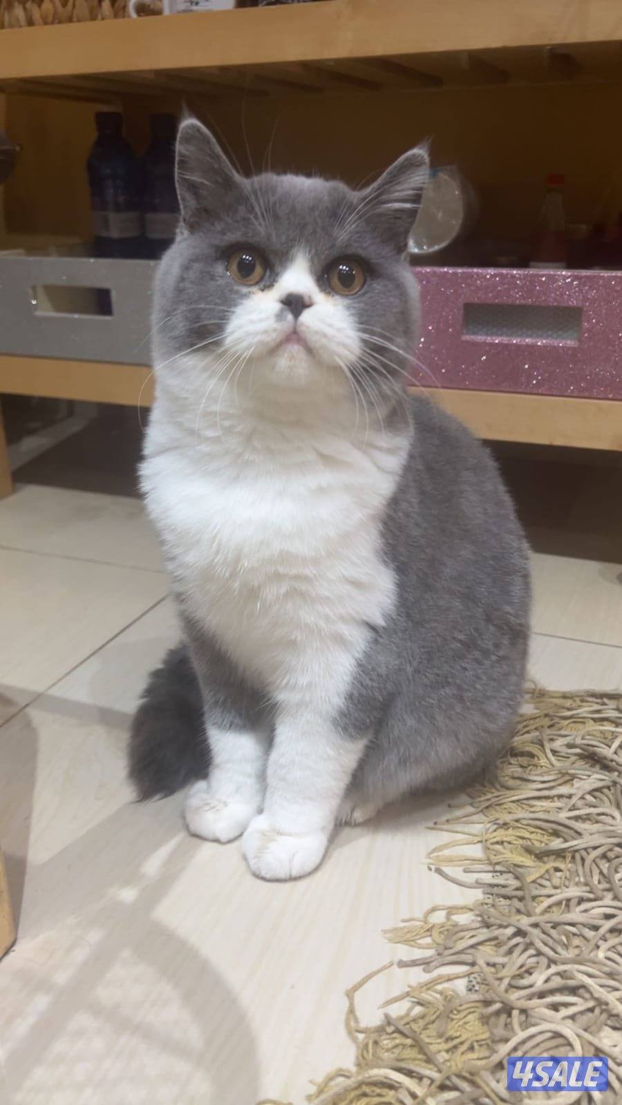 للتبني 2 قطط ( ذكر )2