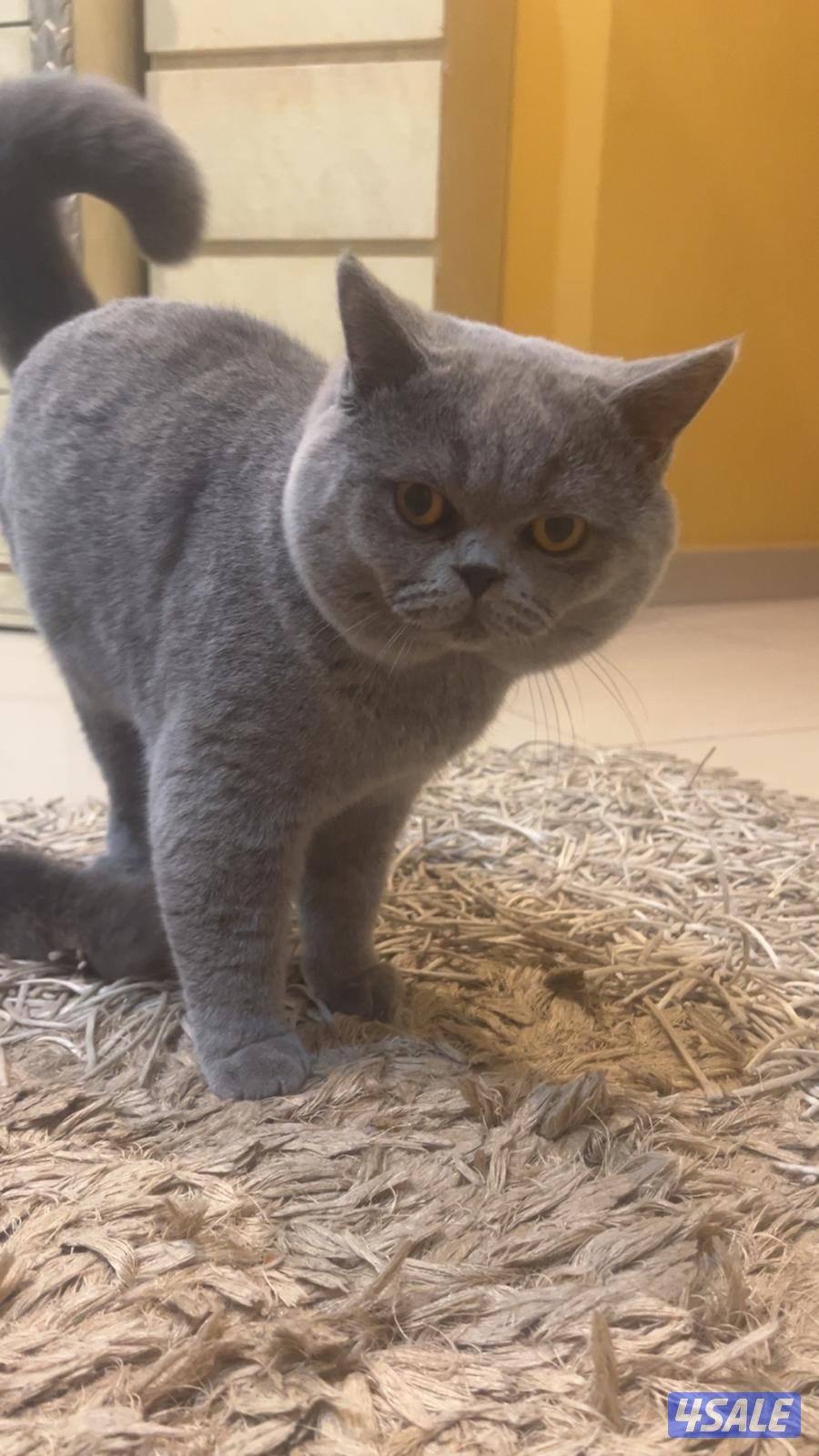 للتبني 2 قطط ( ذكر )4