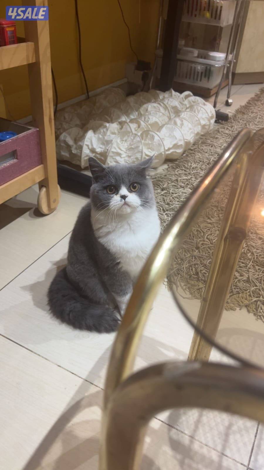 للتبني 2 قطط ( ذكر )3