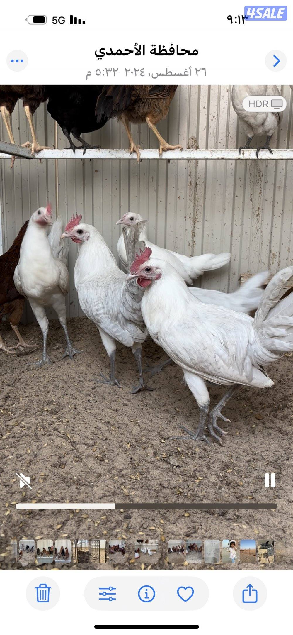 البيع دجاج فيومي المنيوم0