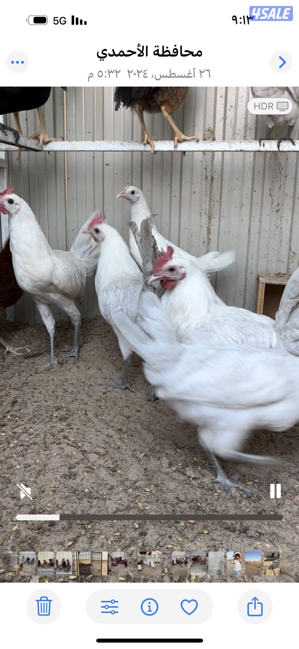 البيع دجاج فيومي المنيوم1