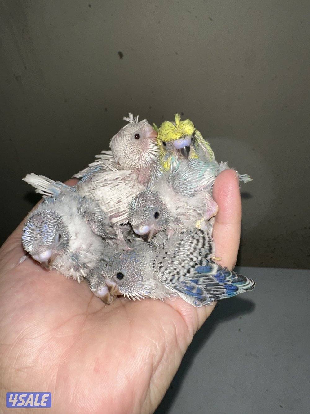 فروخ هوقو عس0