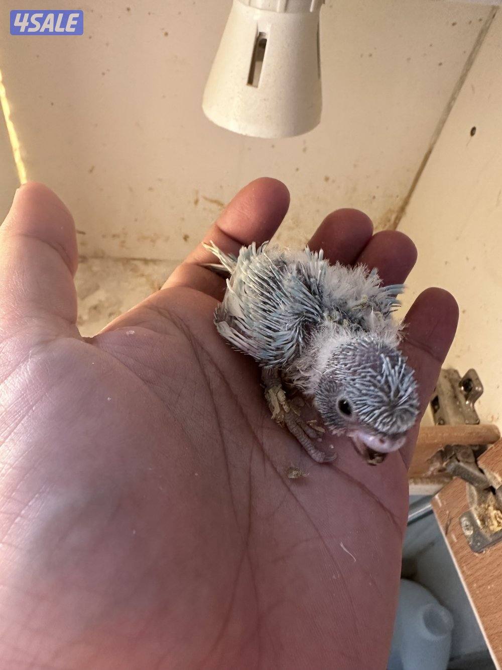 فروخ هوقو عس2