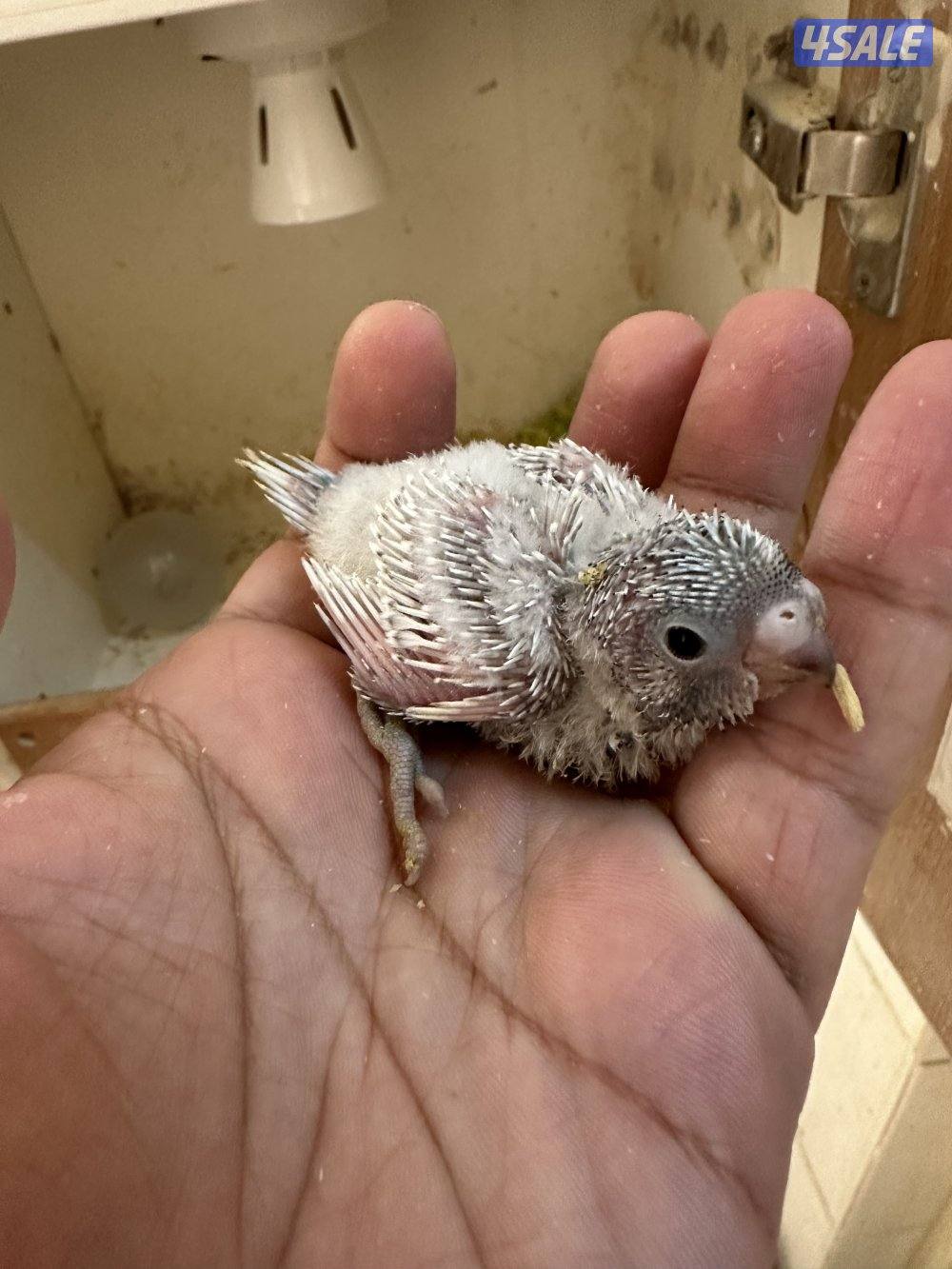 فروخ هوقو عس4