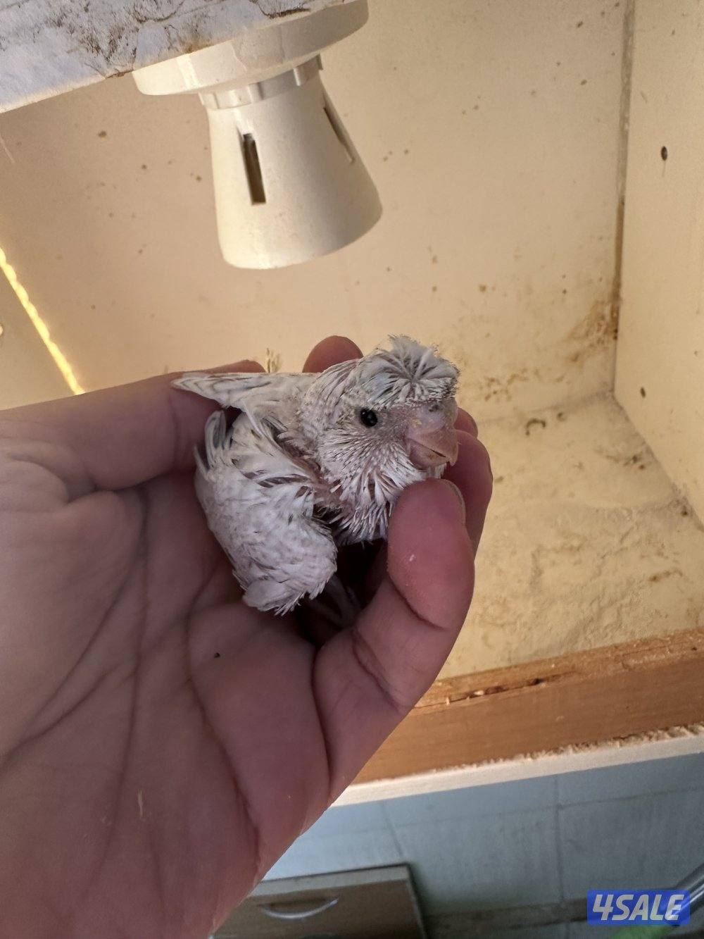 فروخ هوقو عس5