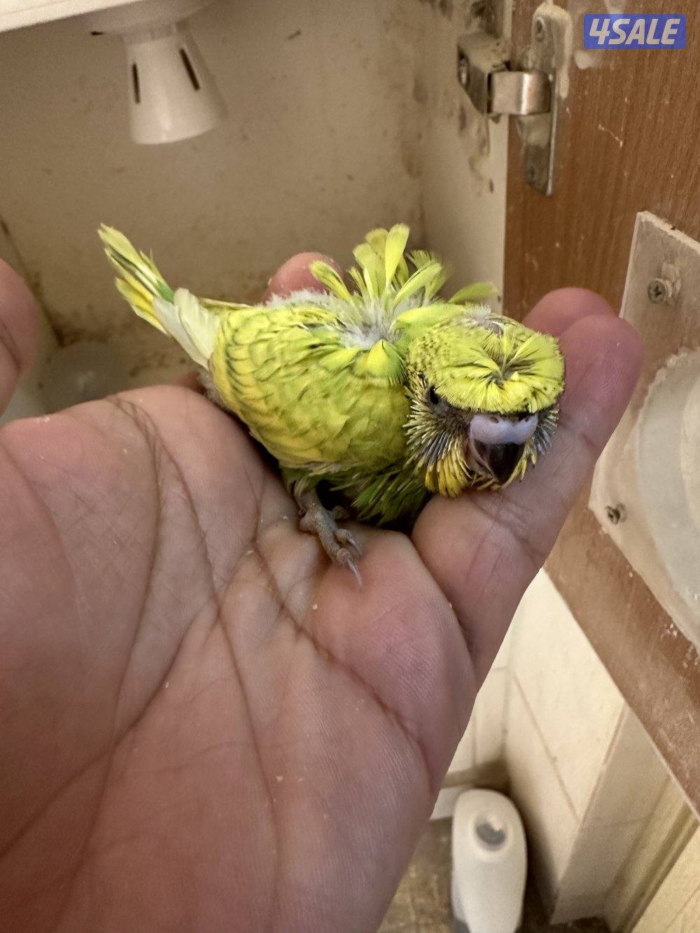 فروخ هوقو عس6