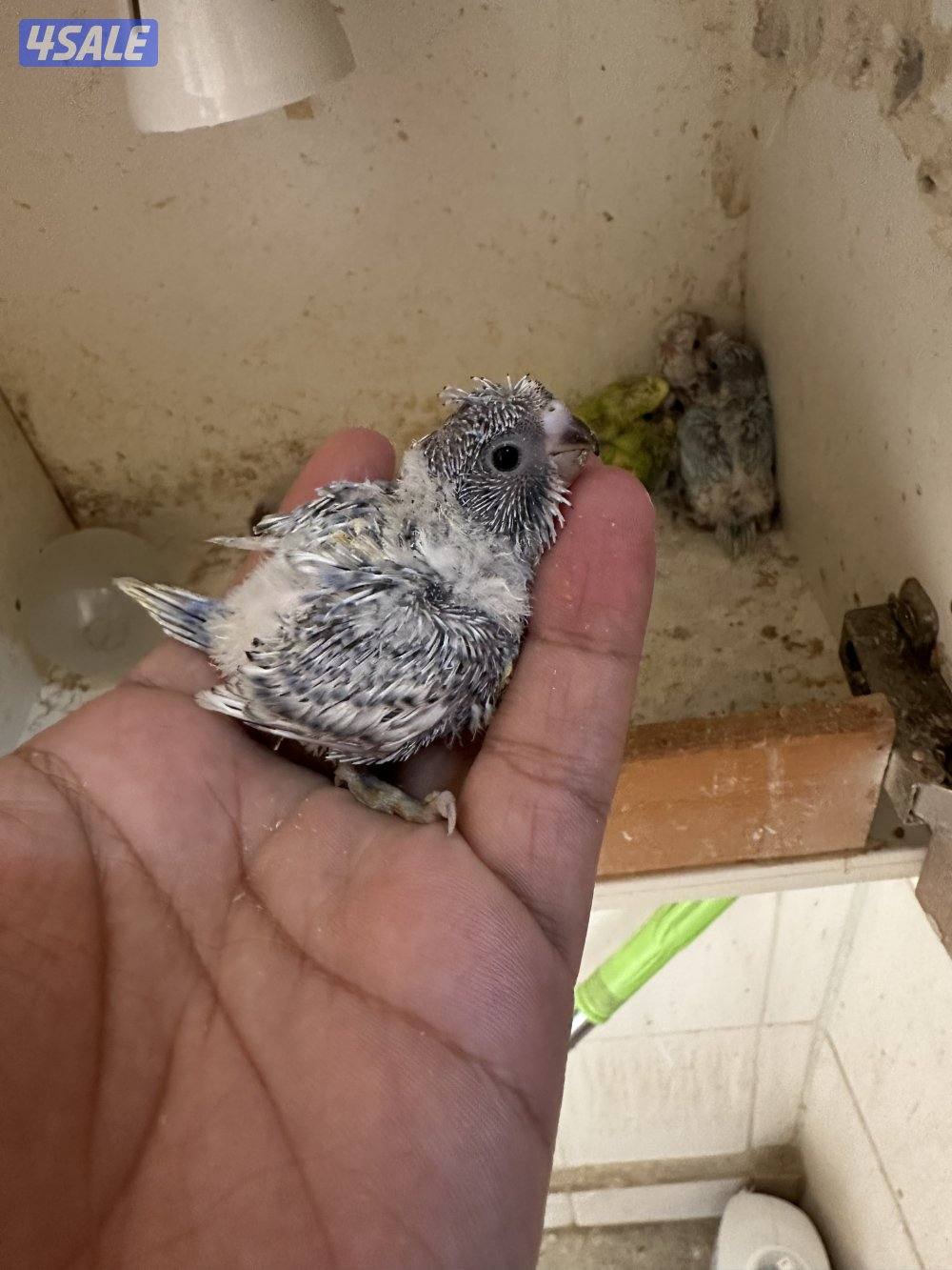 فروخ هوقو عس7