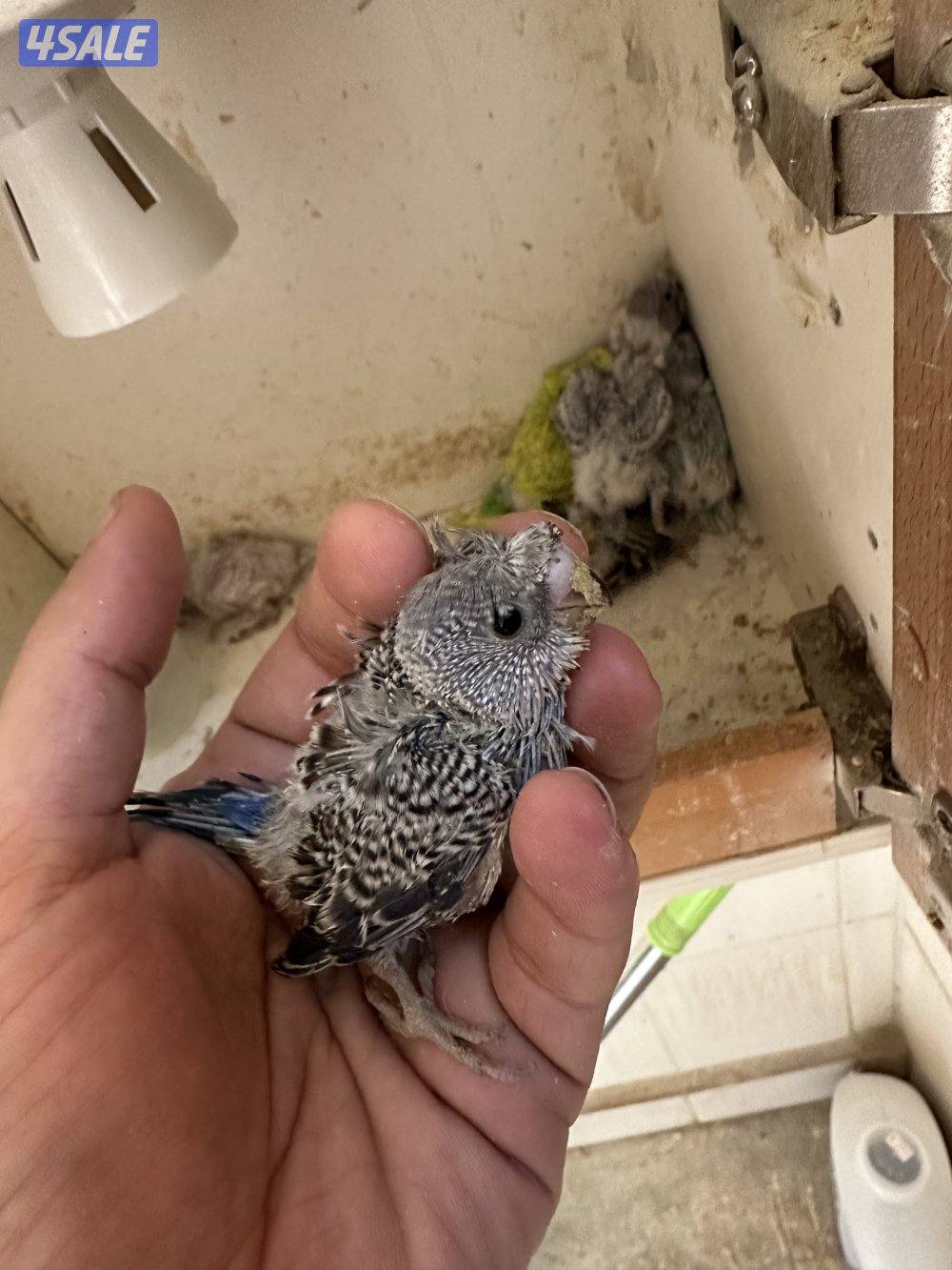 فروخ هوقو عس8