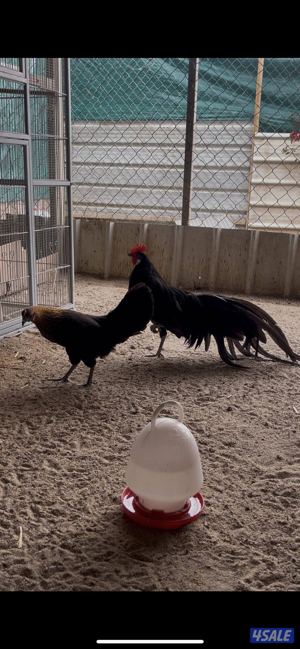 دجاج فونكس شبب منتجات وا للبيع  وز فرعوني0