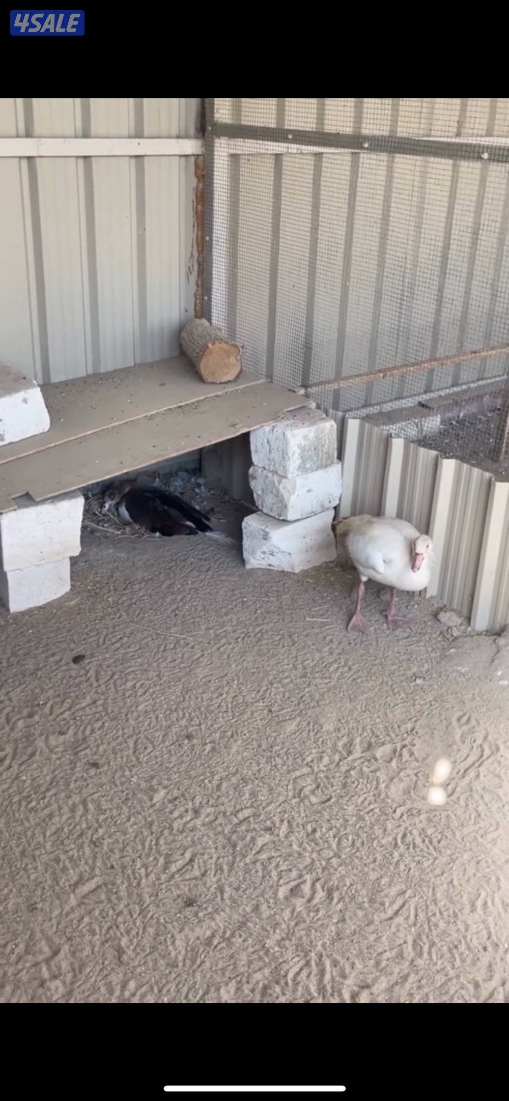 دجاج فونكس شبب منتجات وا للبيع  وز فرعوني1