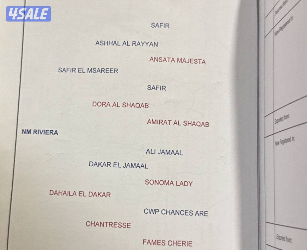 حصان مصري  بيعه سريعه1