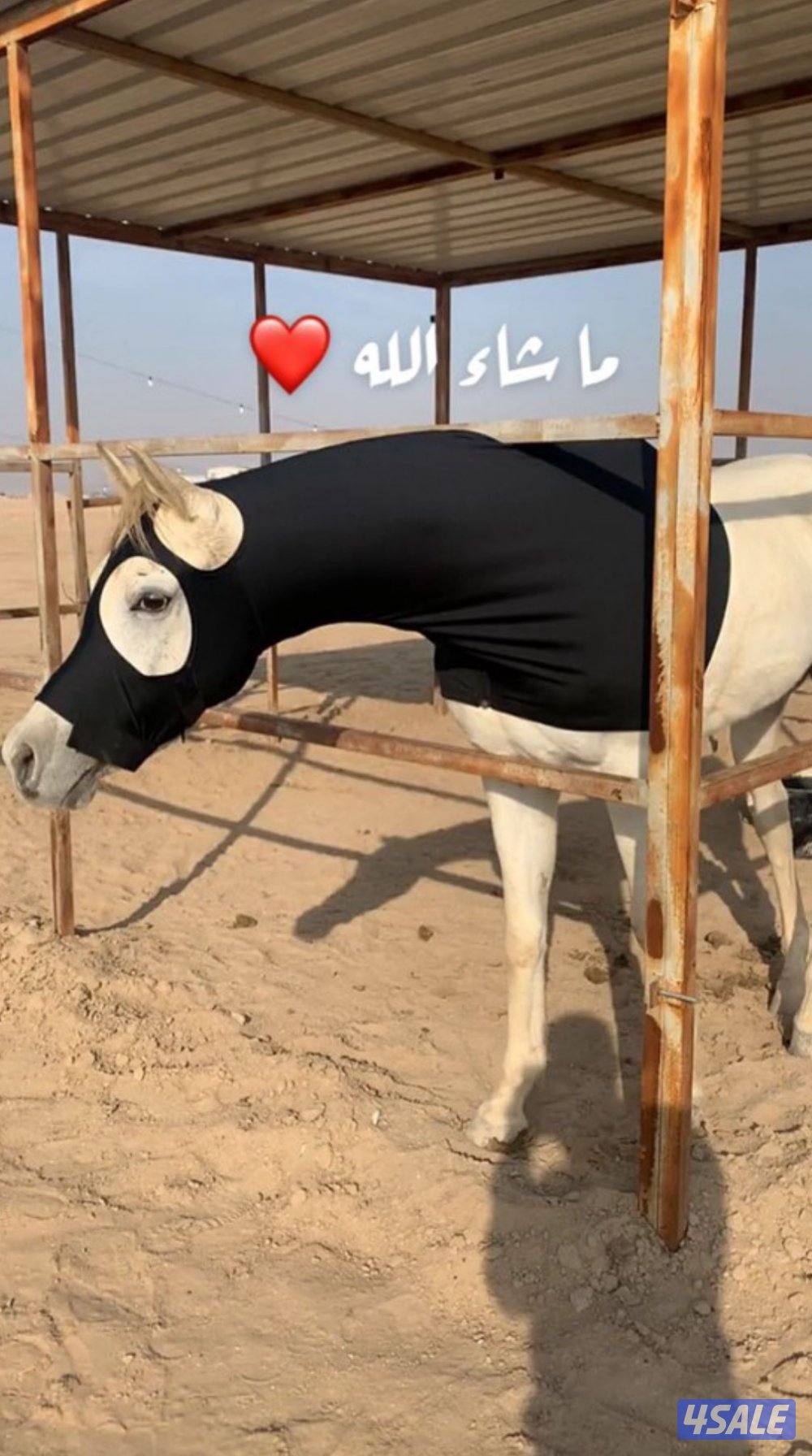 حصان مصري  بيعه سريعه0