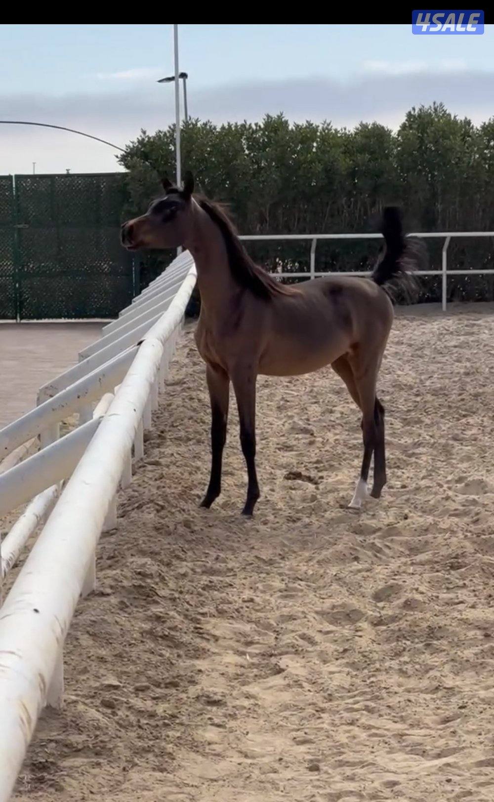 فلو فاخر للبيع0