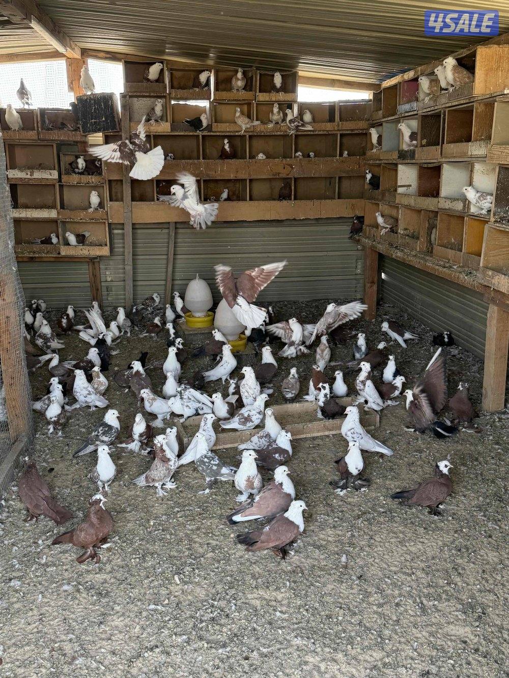 للبيع جبره حمام بغدادي ازواج0