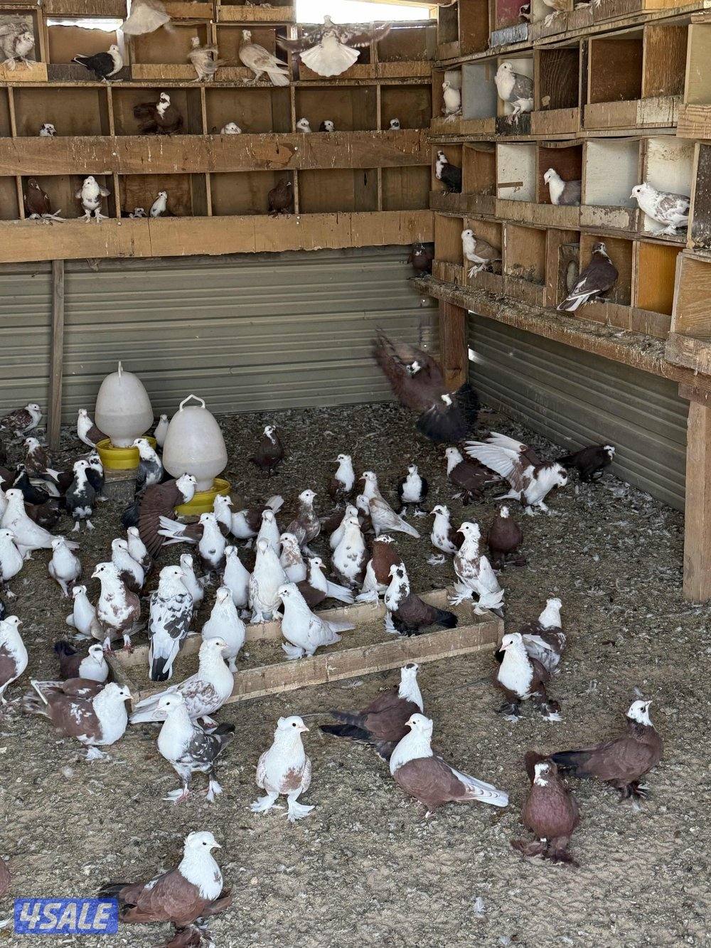 للبيع جبره حمام بغدادي ازواج1