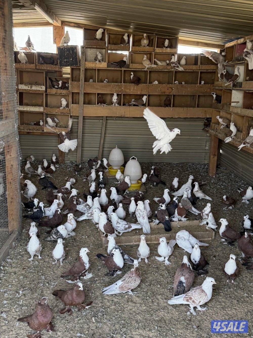 للبيع جبره حمام بغدادي ازواج2