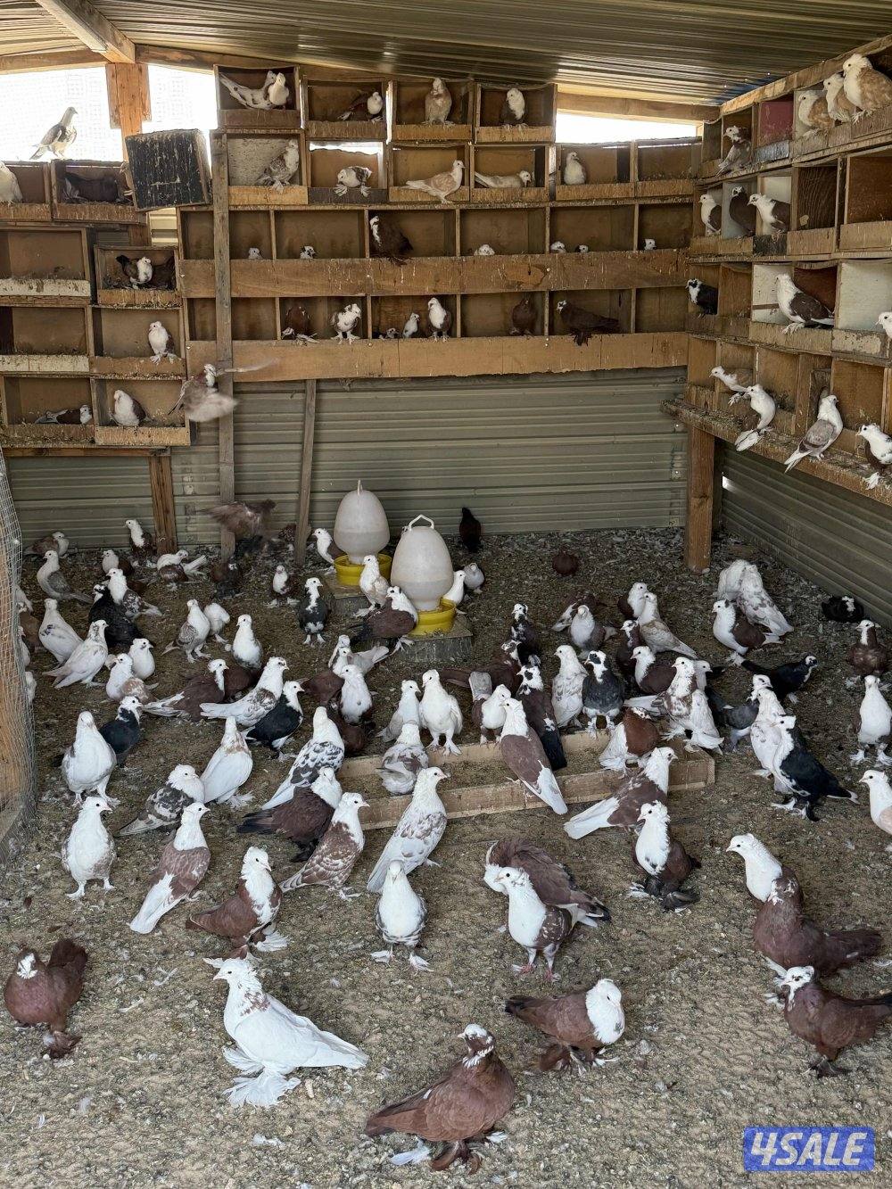 للبيع جبره حمام بغدادي ازواج3