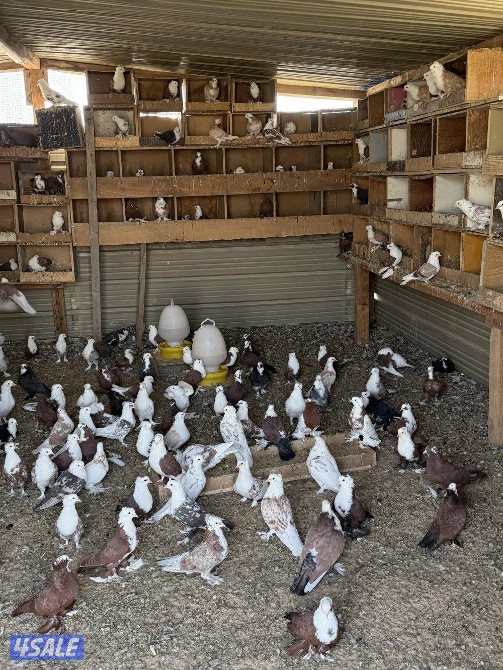 للبيع جبره حمام بغدادي ازواج4