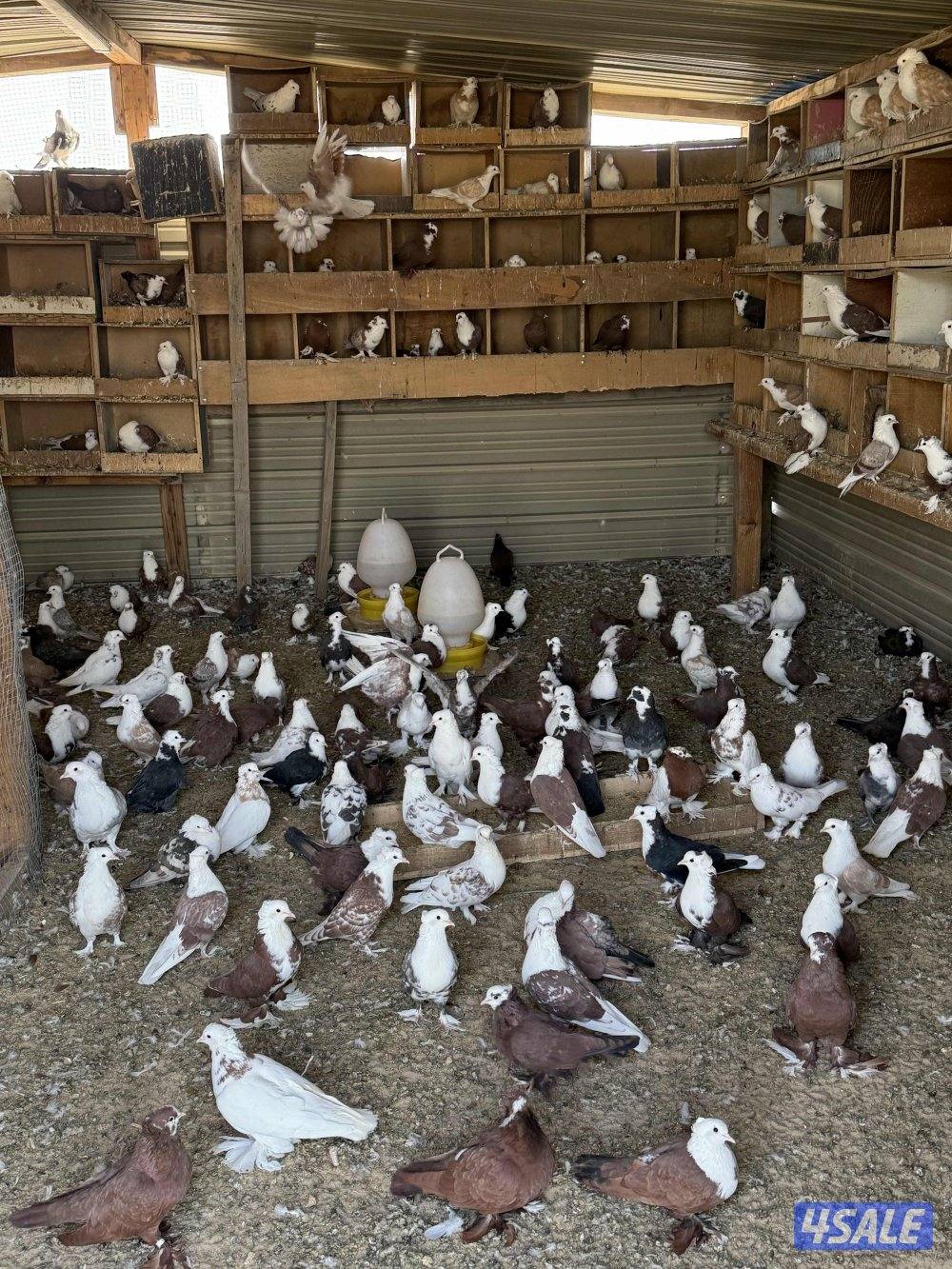 للبيع جبره حمام بغدادي ازواج5