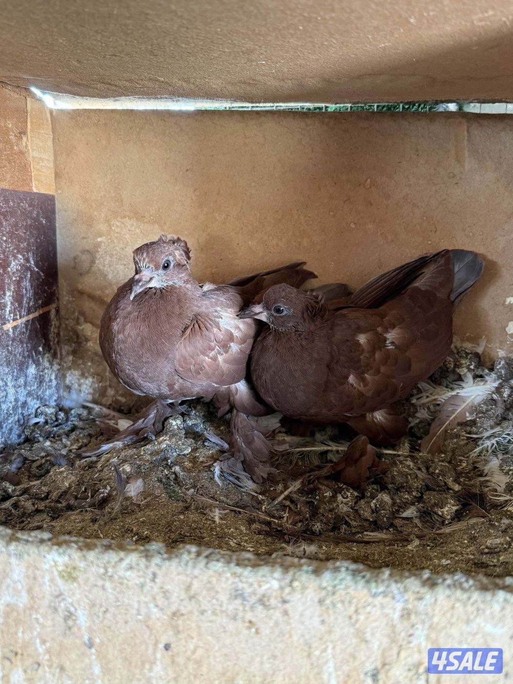 للبيع جبره حمام بغدادي ازواج6