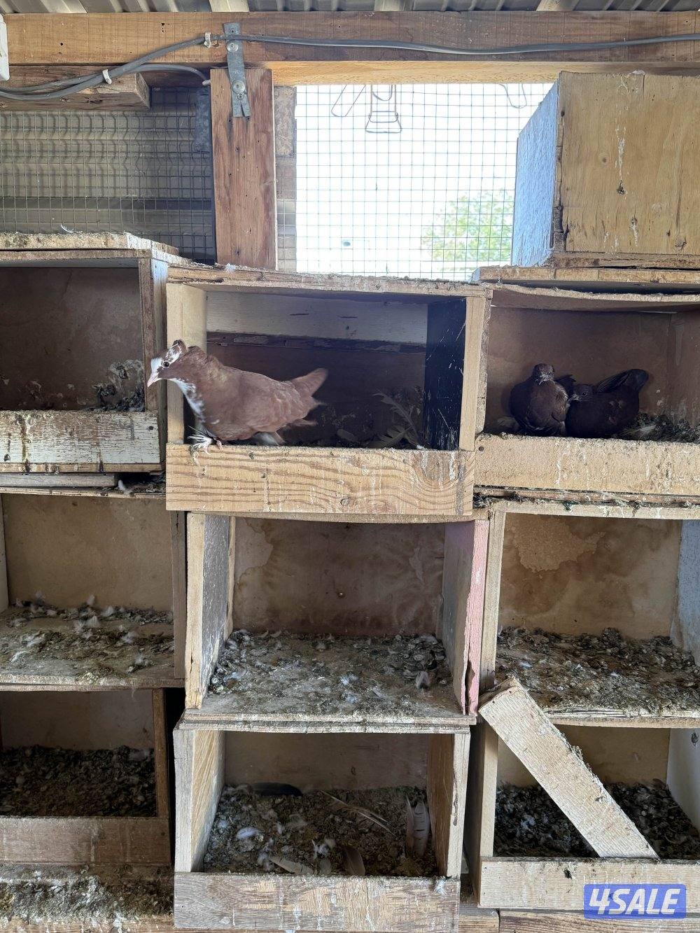 للبيع جبره حمام بغدادي ازواج7