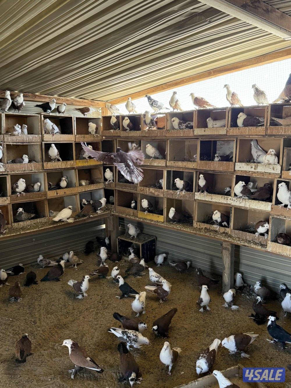 للبيع جبره حمام بغدادي ازواج8