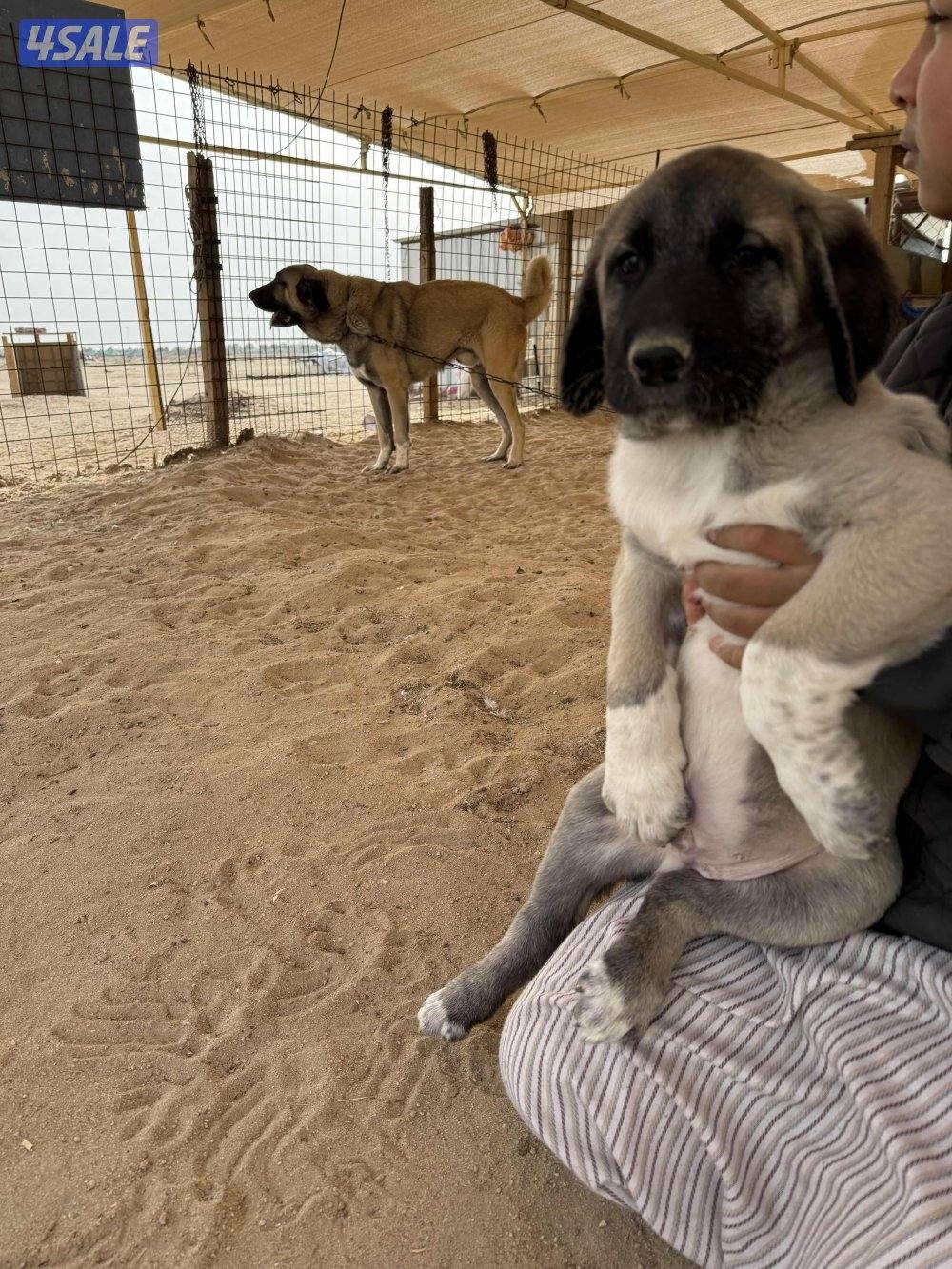 للبيع جراوه كنكال التركي لحراسه الحلال والعزب0