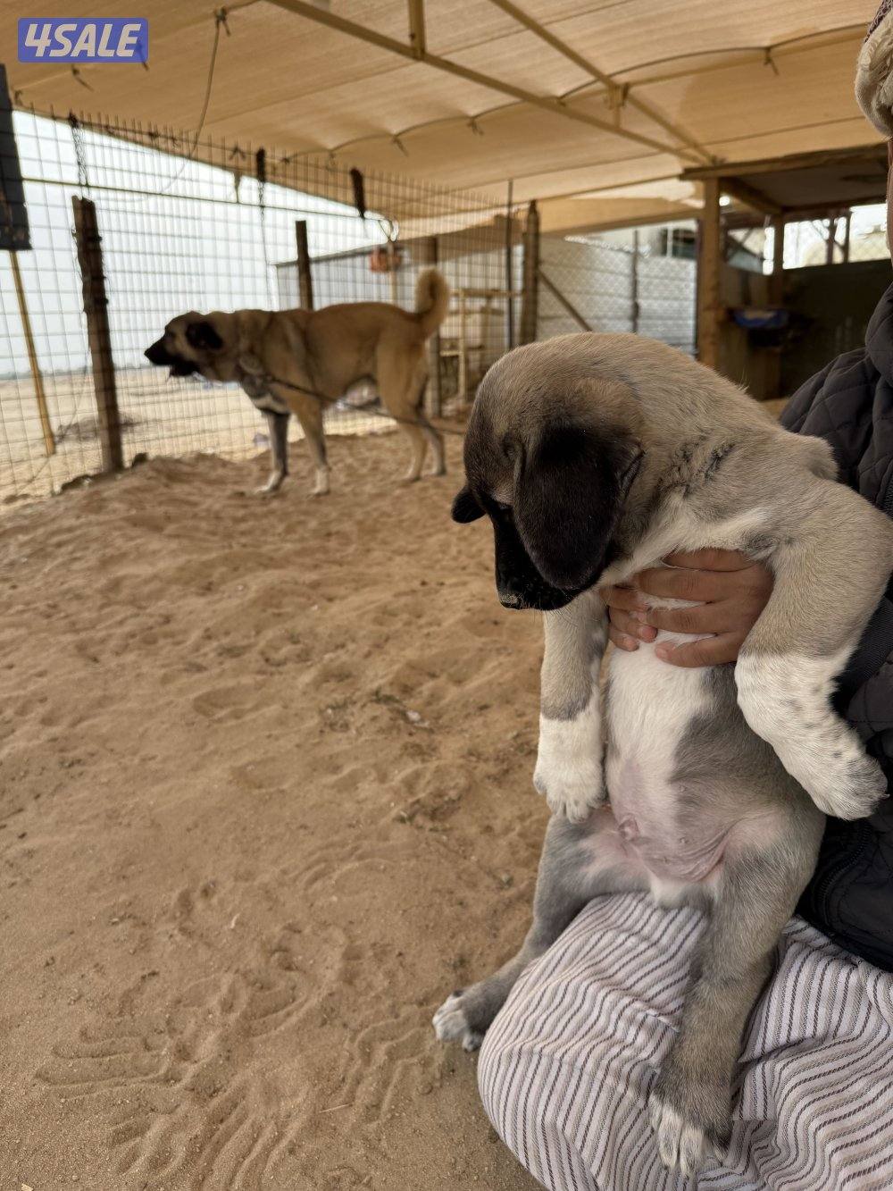 للبيع جراوه كنكال التركي لحراسه الحلال والعزب2