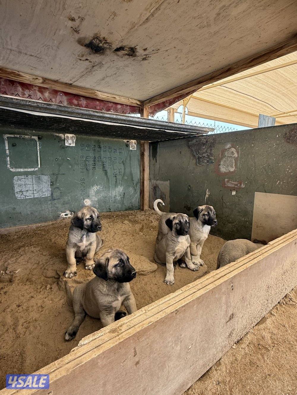 للبيع جراوه كنكال التركي لحراسه الحلال والعزب3