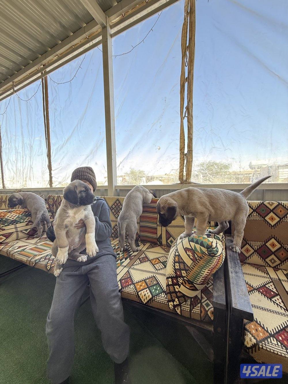 للبيع جراوه كنكال التركي لحراسه الحلال والعزب5