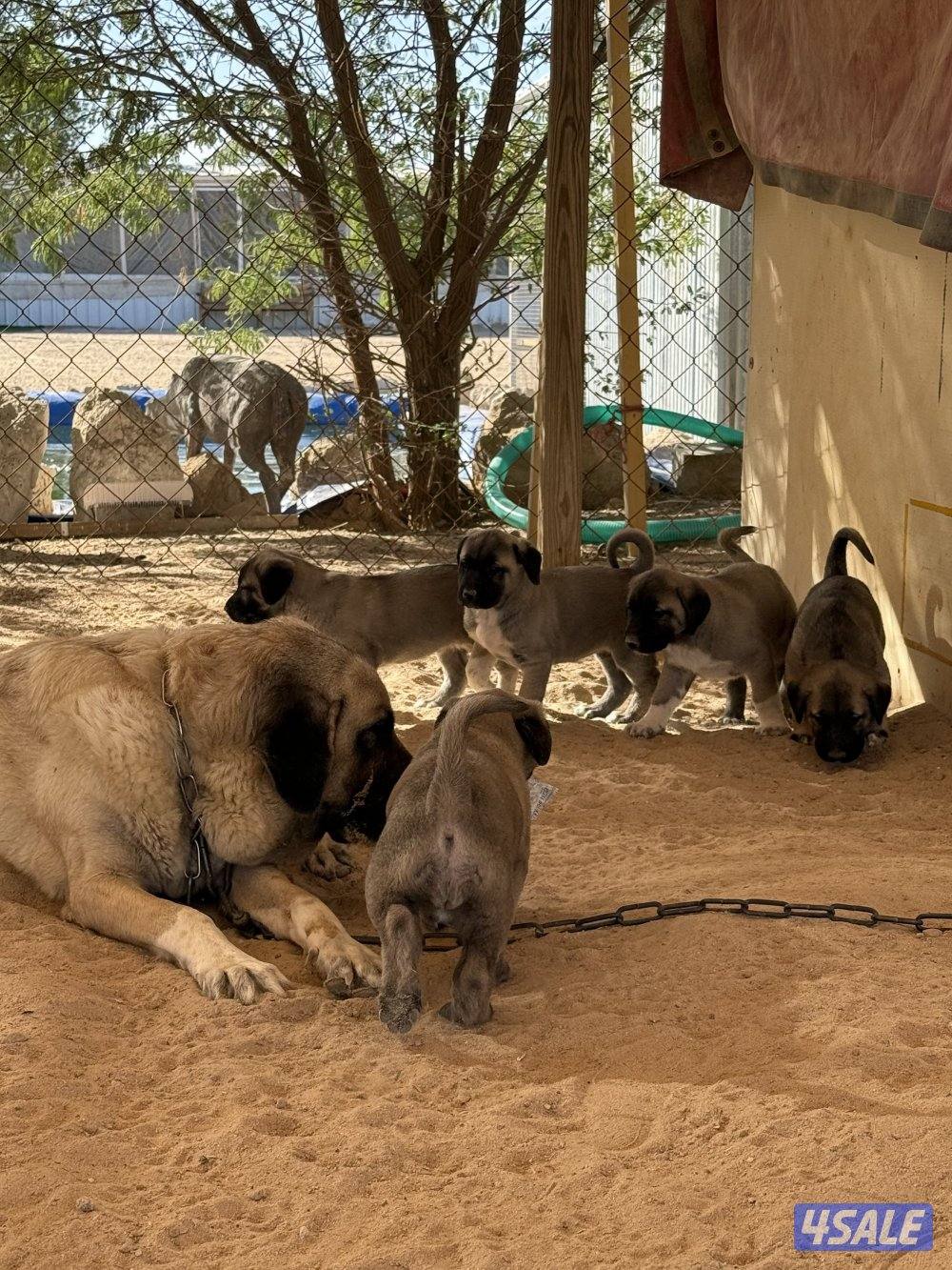 للبيع جراوه كنكال التركي لحراسه الحلال والعزب6