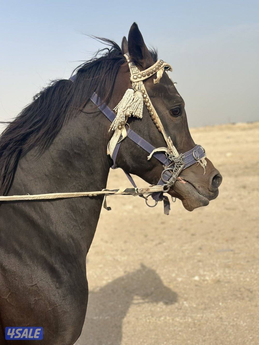 ‏للبيع حصان بولش فاخر0