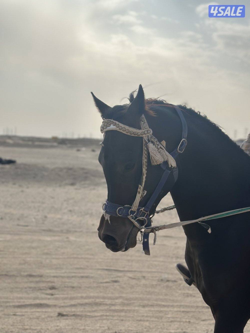 ‏للبيع حصان بولش فاخر1