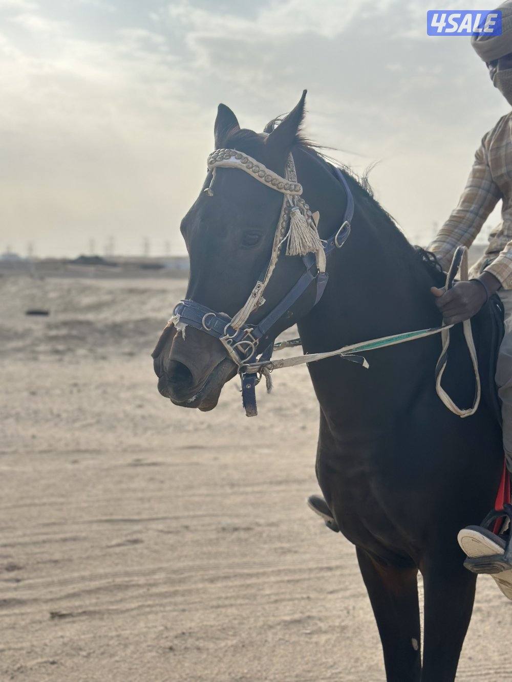 ‏للبيع حصان بولش فاخر2