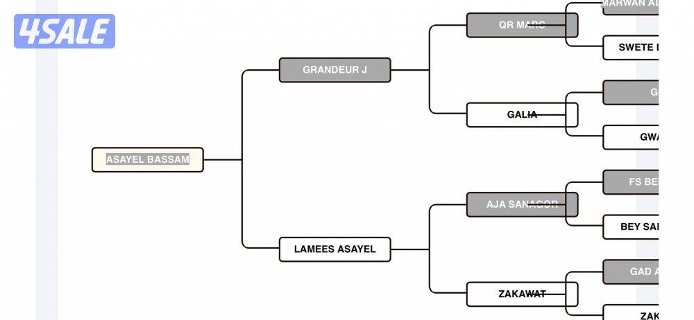 ‏للبيع حصان بولش فاخر3