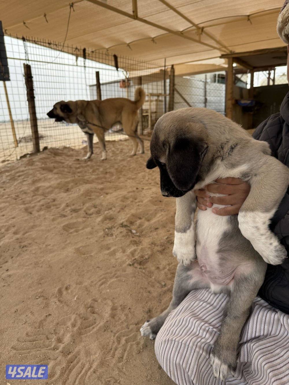 للبيع جراوه كنكال التركي لحراسه الحلال والعزب0