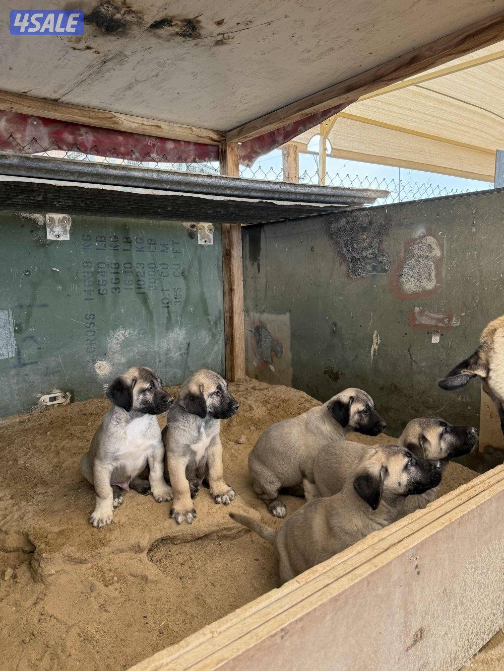 للبيع جراوه كنكال التركي لحراسه الحلال والعزب1