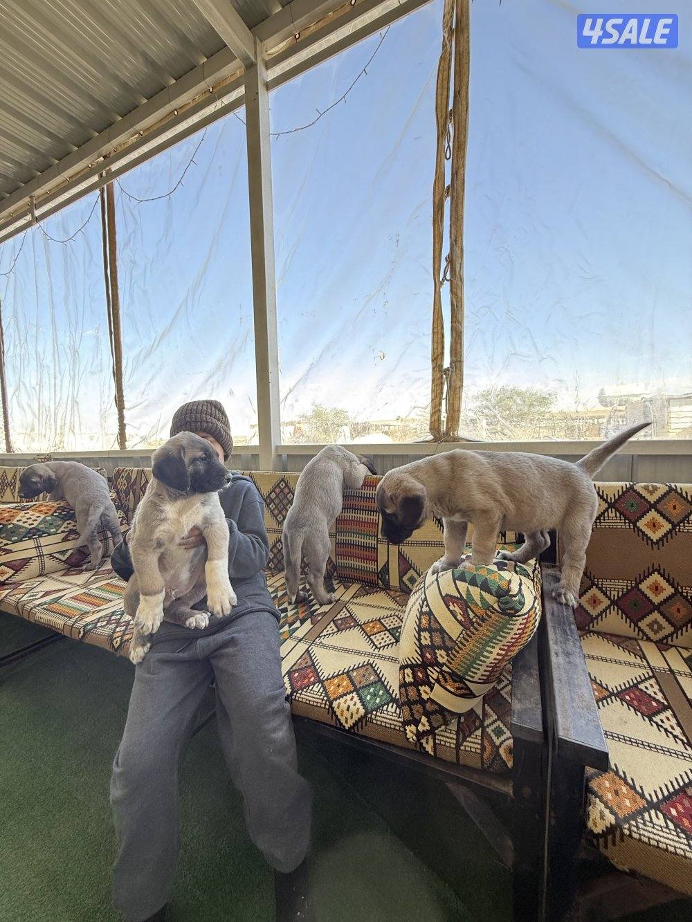 للبيع جراوه كنكال التركي لحراسه الحلال والعزب3