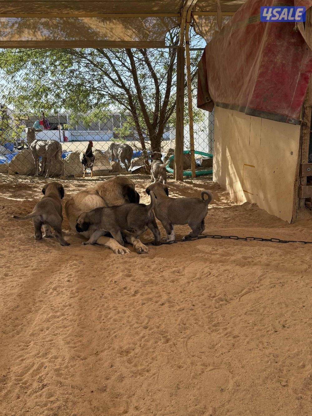 للبيع جراوه كنكال التركي لحراسه الحلال والعزب4