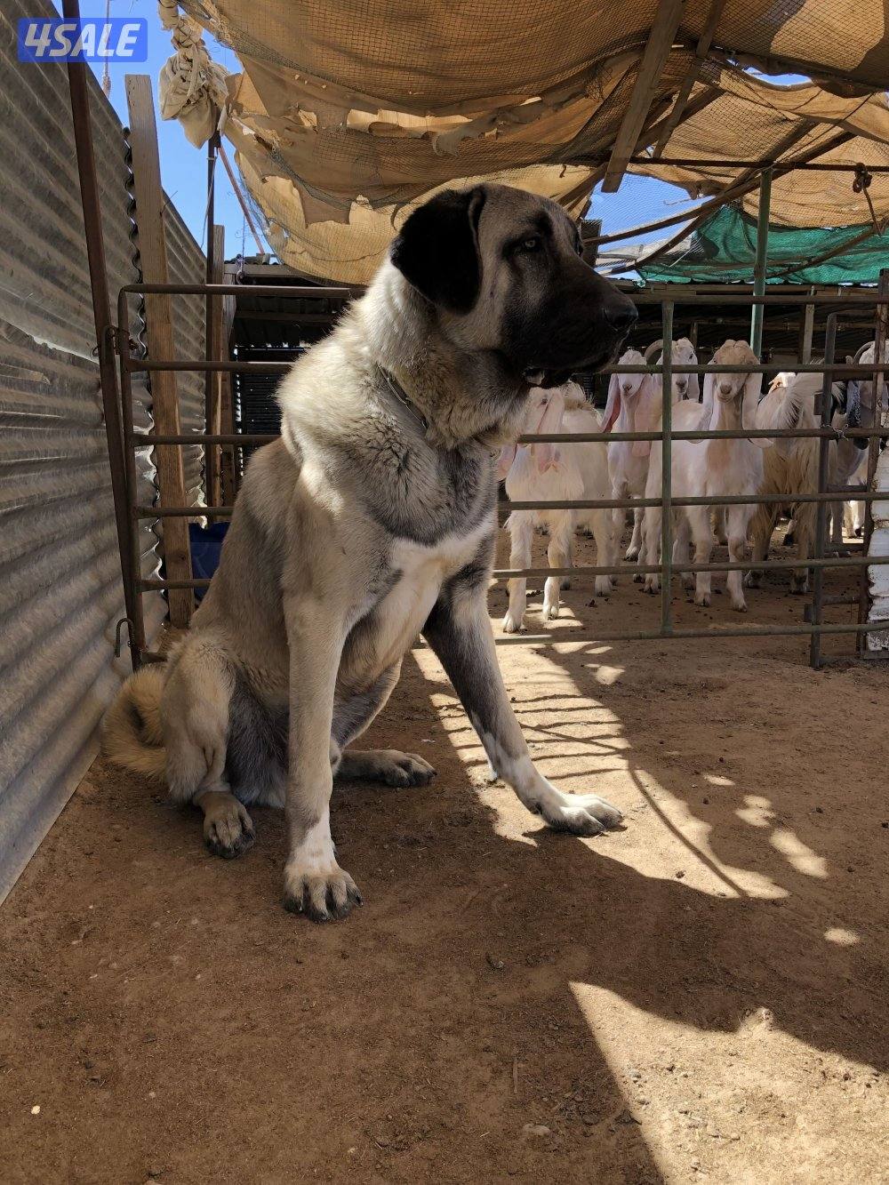 للبيع جراوه كنكال التركي لحراسه الحلال والعزب9