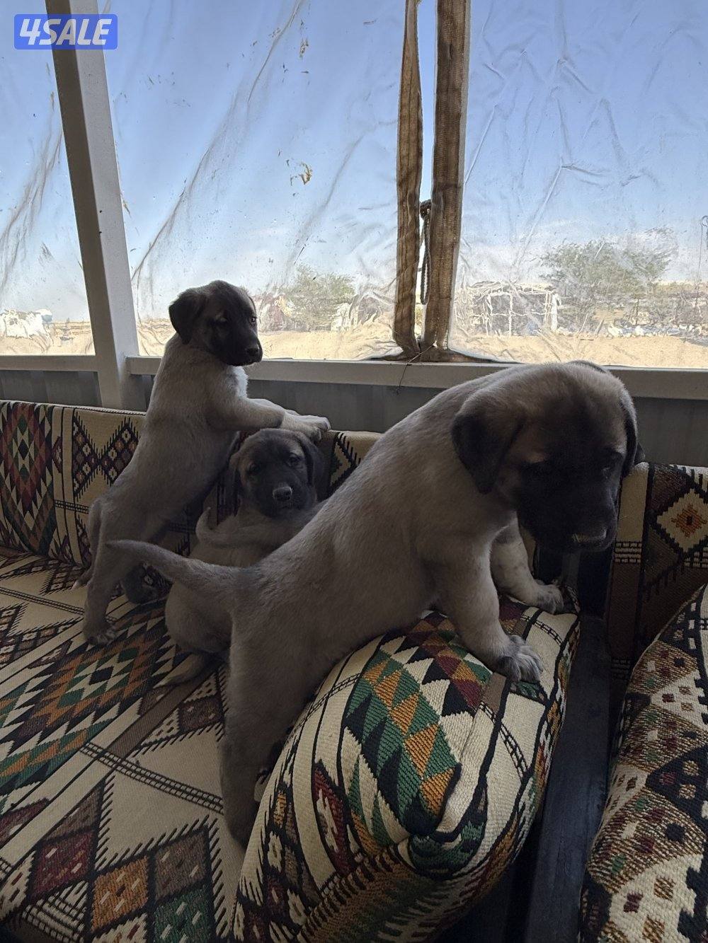 للبيع جراوه كنكال التركي لحراسه الحلال والعزب10