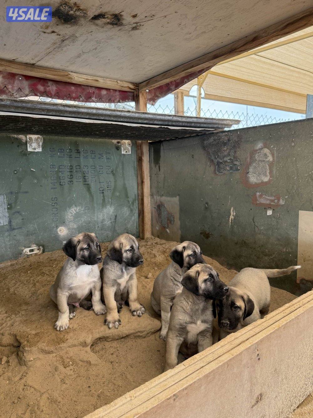 للبيع جراوه كنكال التركي لحراسه الحلال والعزب11