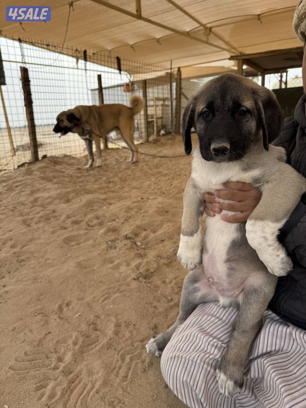 للبيع جراوه كنكال التركي لحراسه الحلال والعزب12