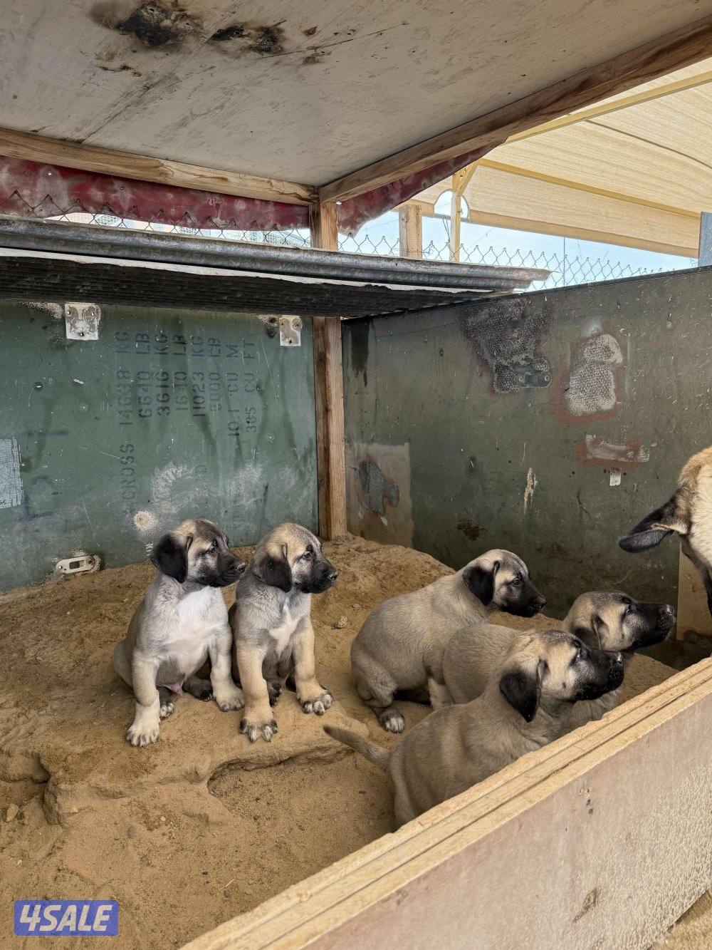 للبيع جراوه كنكال التركي لحراسه الحلال والعزب1