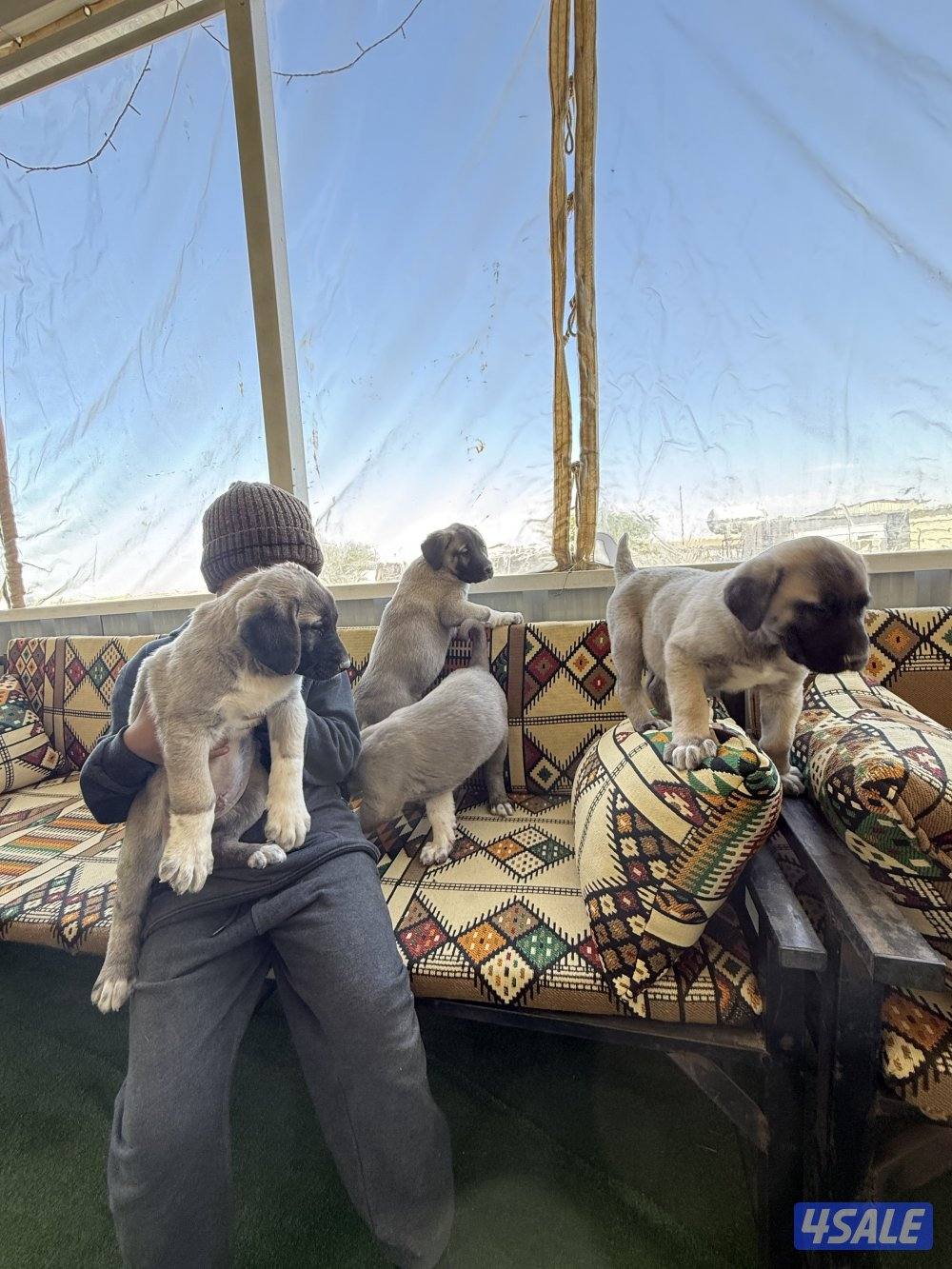 للبيع جراوه كنكال التركي لحراسه الحلال والعزب3