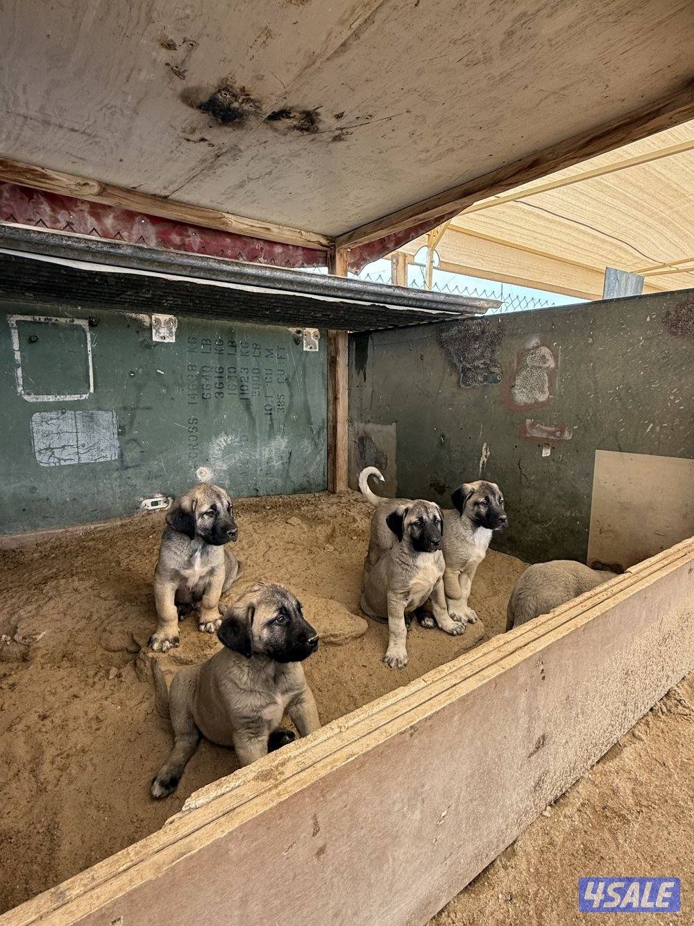 للبيع جراوه كنكال التركي لحراسه الحلال والعزب5