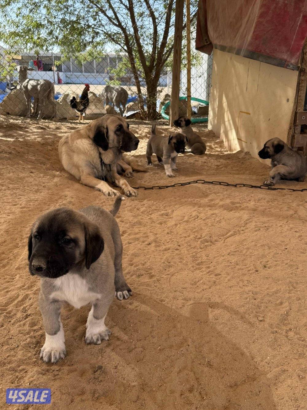 للبيع جراوه كنكال التركي لحراسه الحلال والعزب6