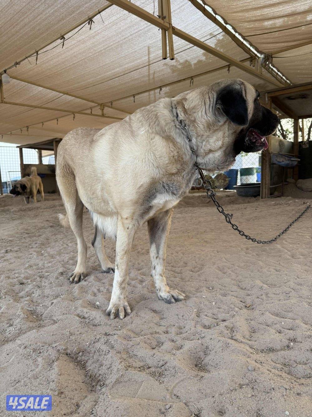 للبيع جراوه كنكال التركي لحراسه الحلال والعزب7