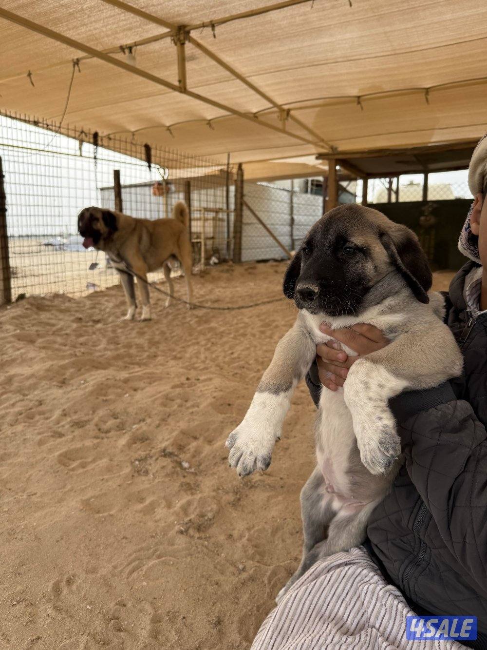 للبيع جراوه كنكال التركي لحراسه الحلال والعزب8